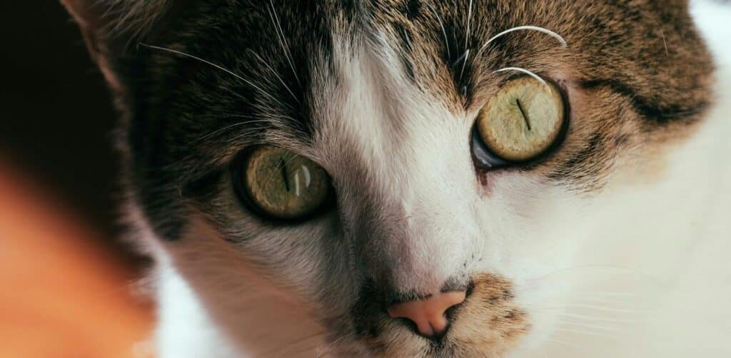 Understanding Cat Zombie Why Your Feline Suddenly Goes Crazy