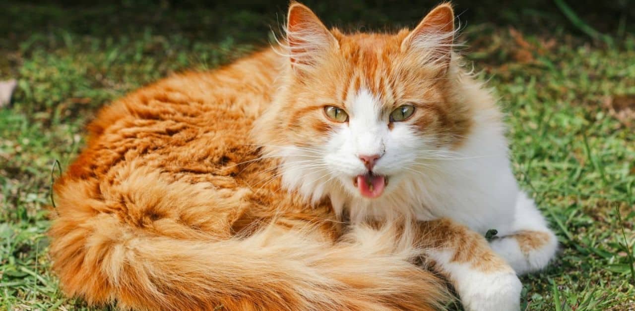Why Tom Cat Cheeks? (100% Free Trust)