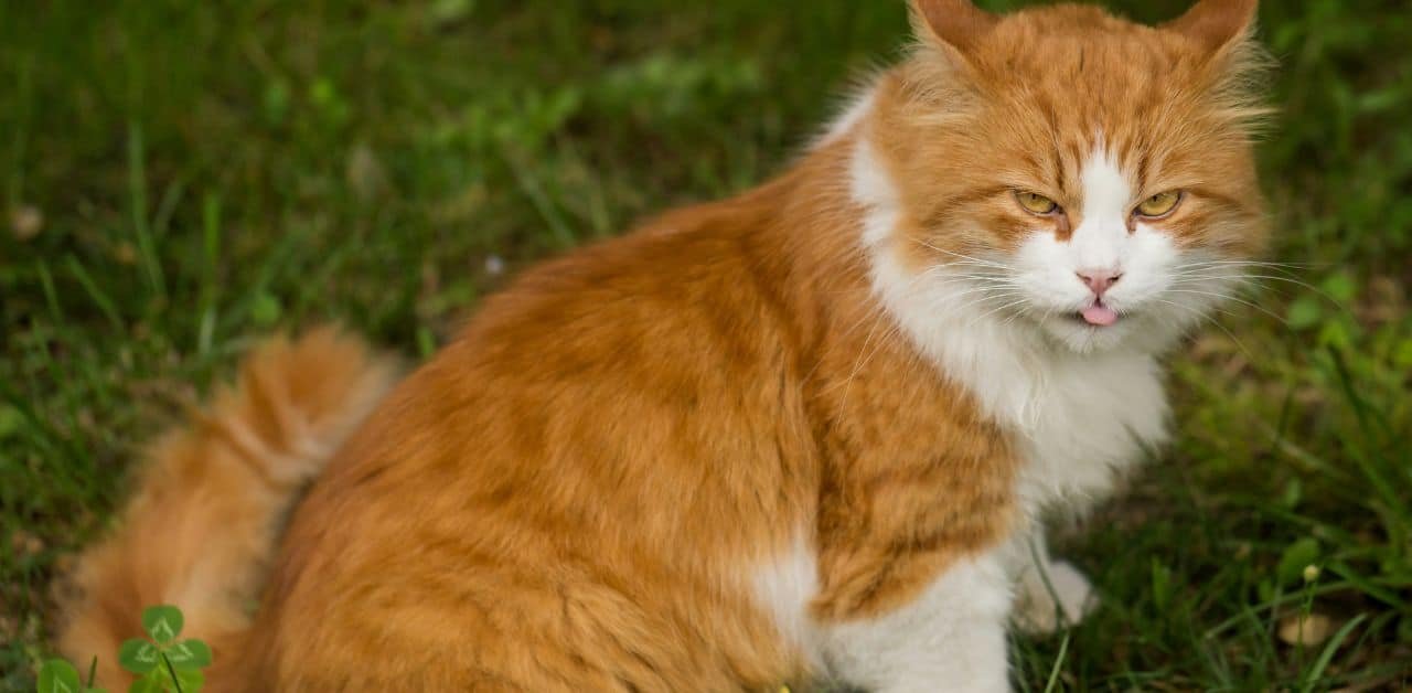 Why Tom Cat Cheeks? (100% Free Trust)