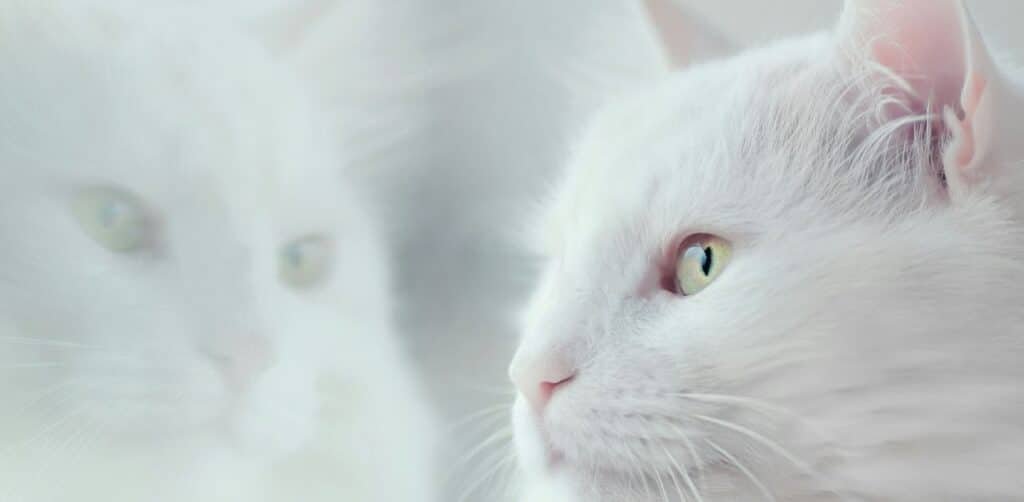 Why Do Unneutered Male Cats Have These ‘Royal Cheeks’?