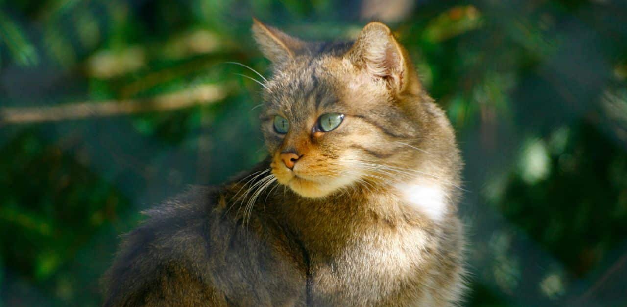 Why Tom Cat Cheeks? (100% Free Trust)