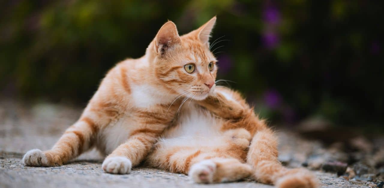 Why Tom Cat Cheeks? (100% Free Trust)