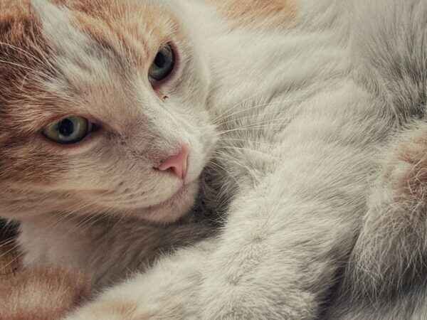 12 Critical Signs of Cat Anxiety Symptoms The Ultimate Guide for Pet Parents