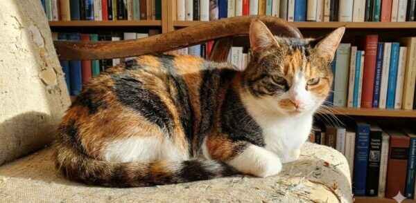 Understanding Tabico Cat Genetics: The Ultimate Guide to the Tabby-Calico Mix