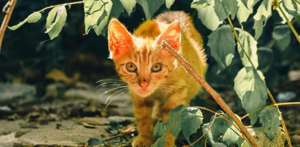 The Myth of the Male Calico Cat: Everything You Need to Know