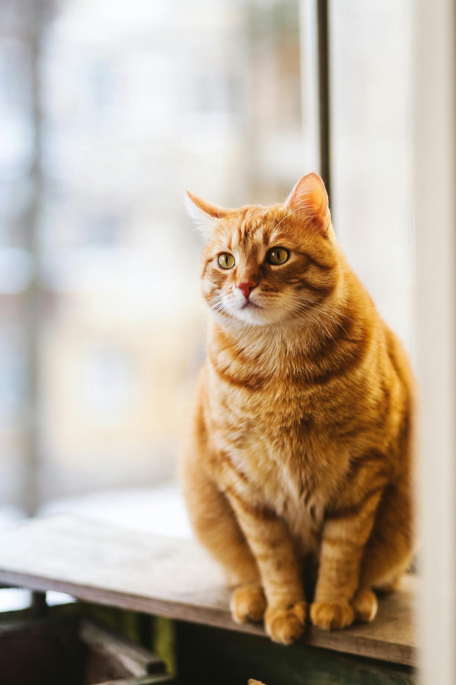 A cute ginger tabby cat sits on a windowsill, basking in soft indoor light.